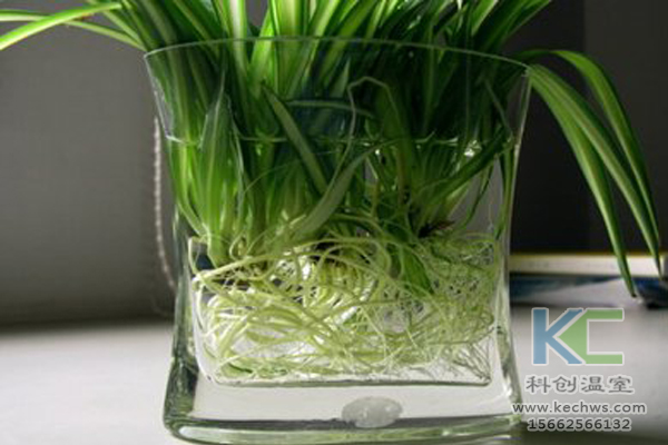 無(wú)土栽培,無(wú)土栽培技術(shù),無(wú)土栽培設(shè)備