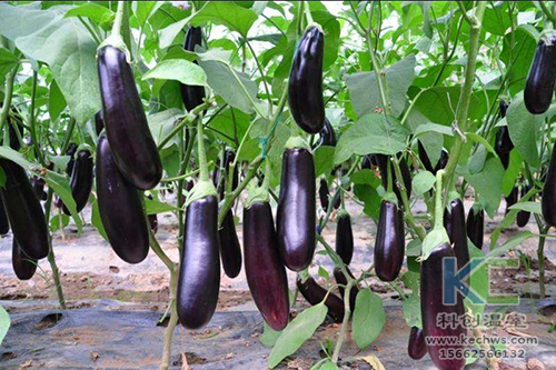 無土栽培，無土栽培技術，無土栽培設備