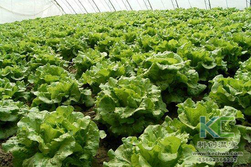 無土栽培，無土栽培技術，無土栽培設備