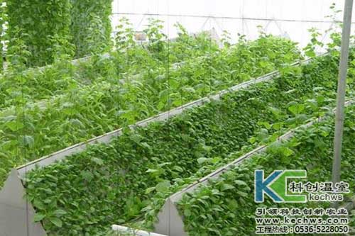 無土栽培，無土栽培技術(shù)，無土栽培設(shè)備