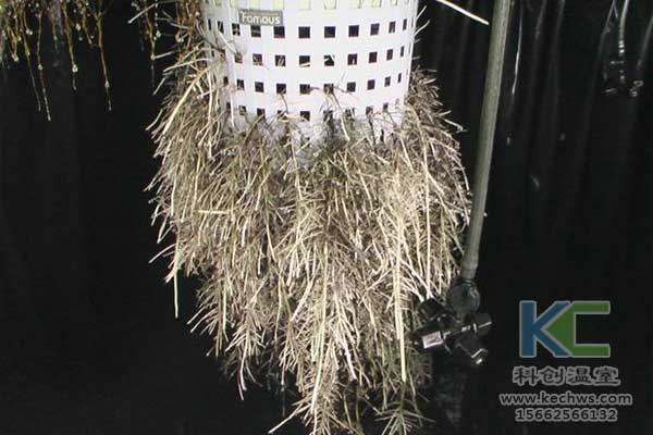 無(wú)土栽培，無(wú)土栽培技術(shù)