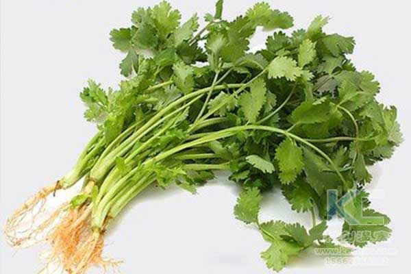 無土栽培，無土栽培技術