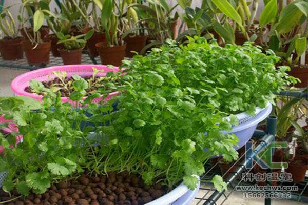 無土栽培，無土栽培技術