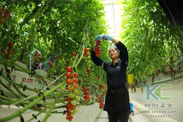 無土栽培，無土栽培技術