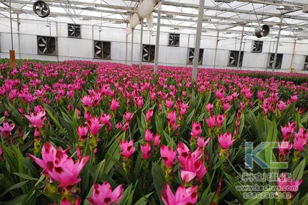 無土栽培，無土栽培技術，無土栽培設備