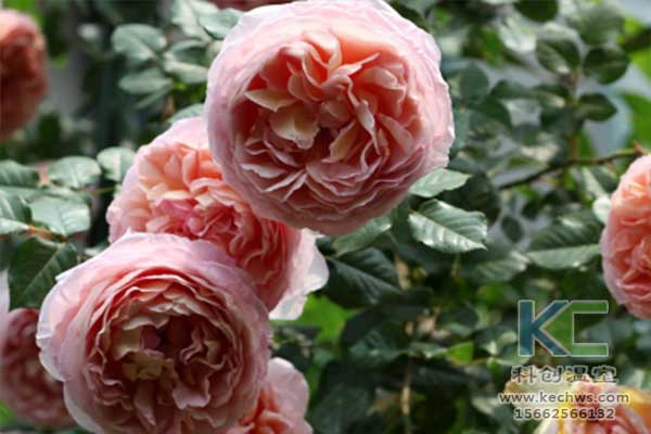 無(wú)土栽培，無(wú)土栽培技術(shù)，無(wú)土栽培設(shè)備