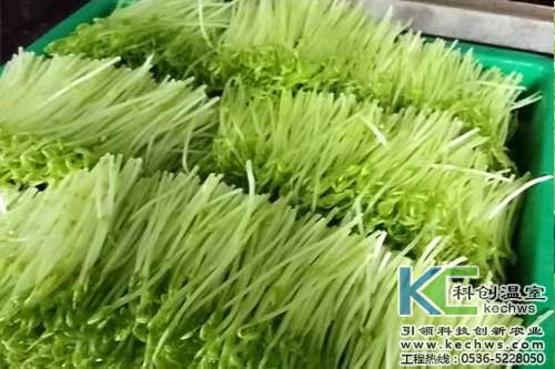 無土栽培，無土栽培技術(shù)，無土栽培設(shè)備