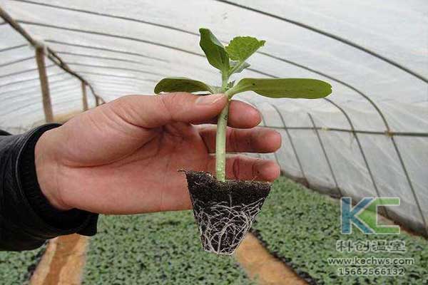 無土栽培，無土栽培技術(shù)，無土栽培設(shè)備