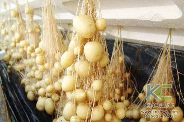 無土栽培，無土栽培技術，無土栽培設備