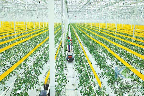 無土栽培，無土栽培技術，無土栽培設備