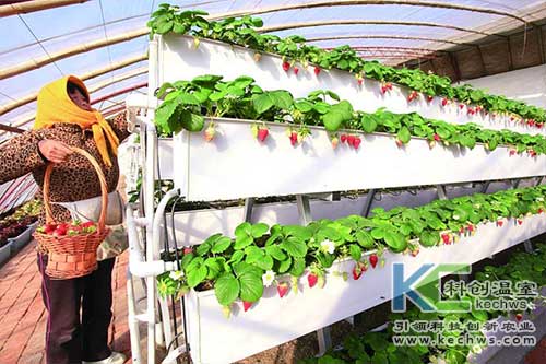 無土栽培，無土栽培技術，無土栽培設備