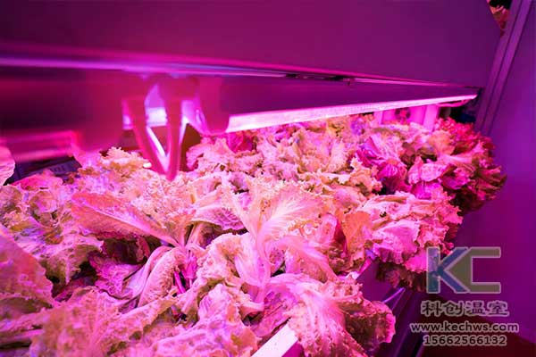 無土栽培，無土栽培技術(shù)，無土栽培設(shè)備