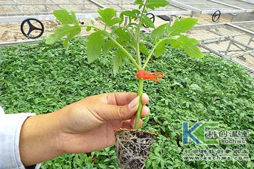 無(wú)土栽培,無(wú)土栽培技術(shù),育苗