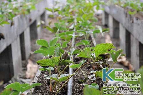 無土栽培，無土栽培技術，無土栽培設備