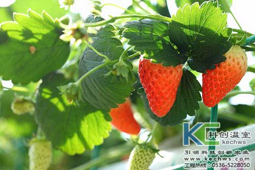 無(wú)土栽培，無(wú)土栽培技術(shù)，無(wú)土栽培設(shè)備