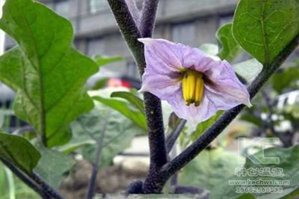 無土栽培，無土栽培技術，無土栽培設備