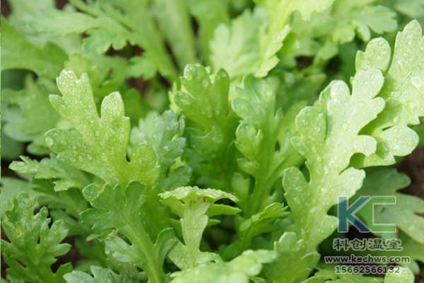 無土栽培，無土栽培技術(shù)，無土栽培設備