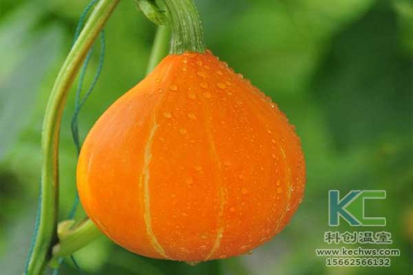 無土栽培，無土栽培技術(shù)，無土栽培設(shè)備