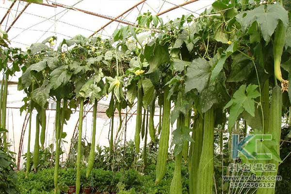 無土栽培，無土栽培技術(shù)，無土栽培設(shè)備