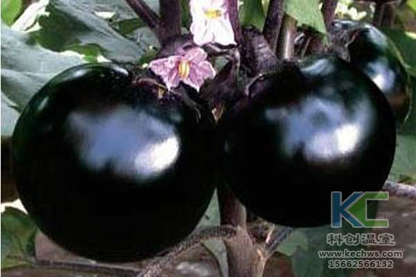 無土栽培，無土栽培技術(shù)