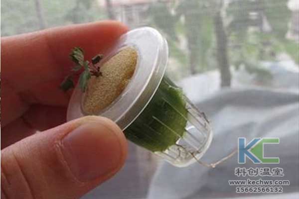 無土栽培，無土栽培技術，無土栽培設備