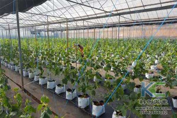 無(wú)土栽培，無(wú)土栽培技術(shù)，無(wú)土栽培設(shè)備