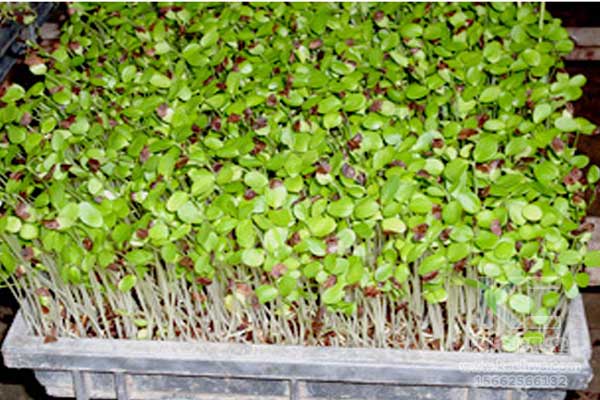 無土栽培，無土栽培技術，無土栽培設備