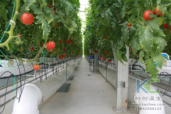 基質(zhì)栽培，無(wú)土栽培技術(shù)，無(wú)土栽培設(shè)備，溫室大棚