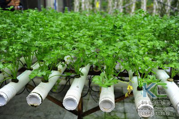 無土栽培，無土栽培技術，無土栽培設備
