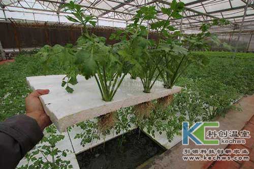 無土栽培，無土栽培技術(shù)，無土栽培設(shè)備