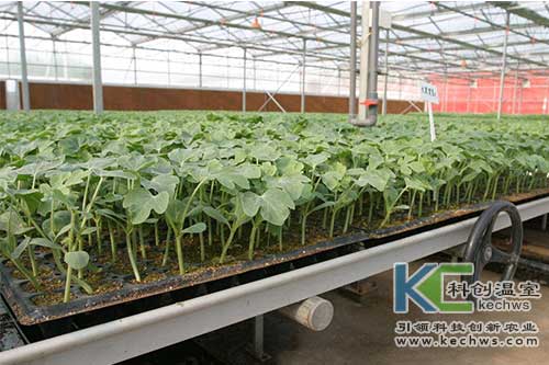 無(wú)土栽培,無(wú)土栽培技術(shù),育苗