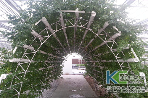 無土栽培,番茄,營(yíng)養(yǎng)液