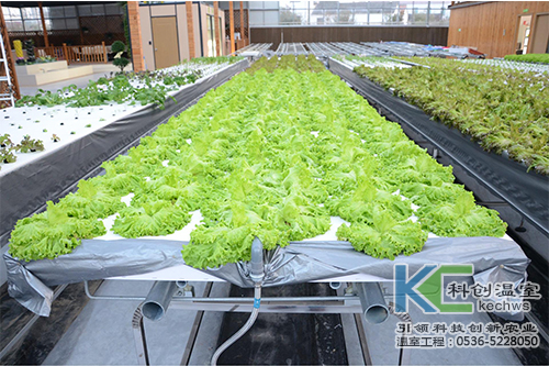 無土栽培,番茄,營(yíng)養(yǎng)液