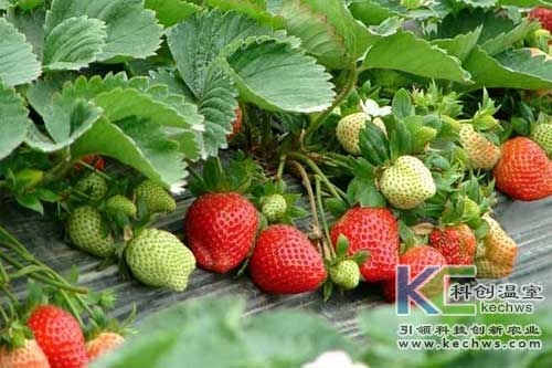 無土栽培，無土栽培技術，無土栽培設備