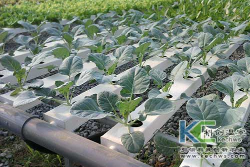 無土栽培，無土栽培技術，無土栽培設備
