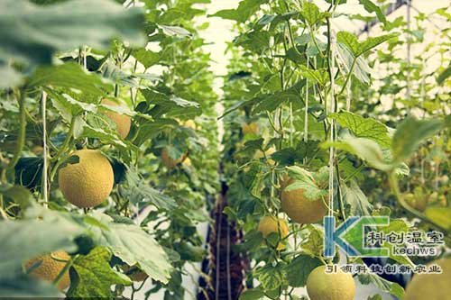 無土栽培，無土栽培技術，無土栽培設備