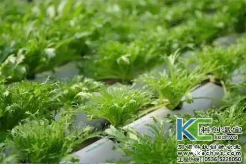 無土栽培，無土栽培技術(shù)，無土栽培設(shè)備