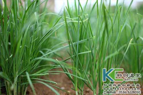 無土栽培，無土栽培技術，無土栽培設備