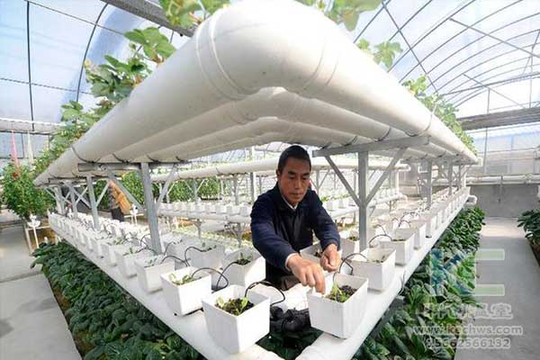 無土栽培，無土栽培技術(shù)