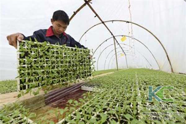 無土栽培，無土栽培技術，無土栽培設備