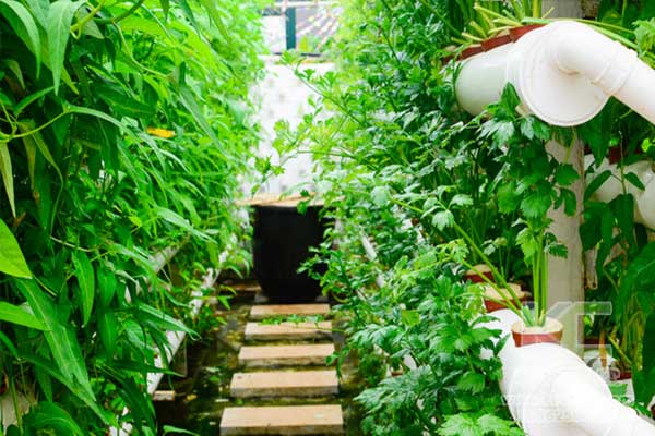 無土栽培，無土栽培技術，無土栽培設備