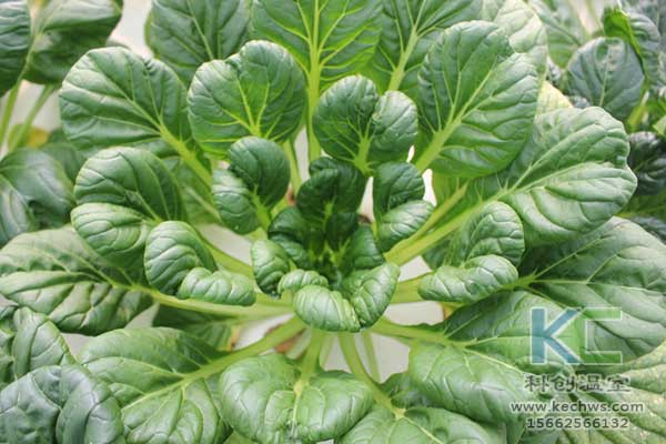 無土栽培，無土栽培技術