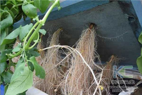 無土栽培，無土栽培技術，無土栽培設備