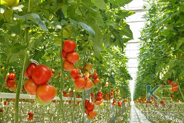 無土栽培，無土栽培技術，無土栽培設備