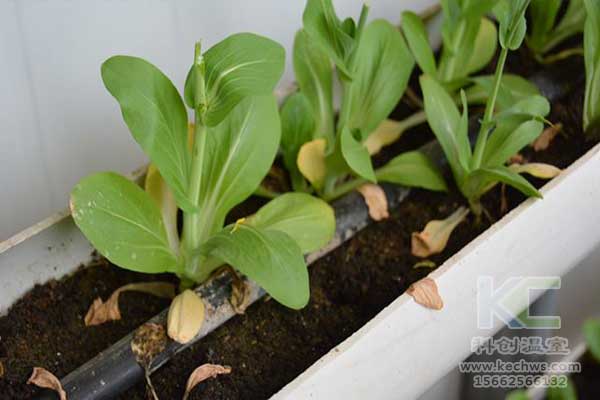 無土栽培，無土栽培技術，無土栽培設備