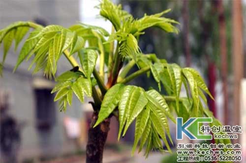 無土栽培，無土栽培技術，無土栽培設備