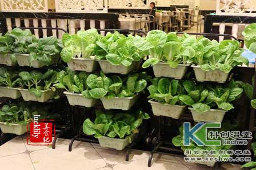 無土栽培，無土栽培技術，無土栽培設備