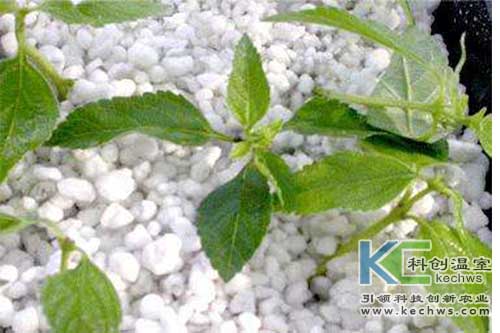 無土栽培,基質(zhì)