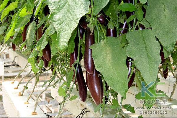 無土栽培,無土栽培技術(shù),無土栽培設(shè)備