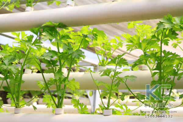 無(wú)土栽培，設(shè)備，無(wú)土栽培設(shè)備，設(shè)施